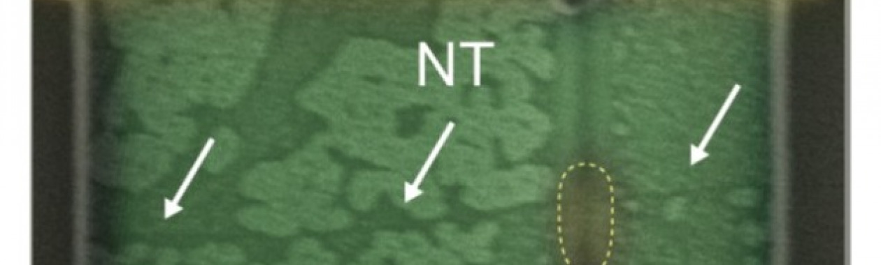 Nanotube Device